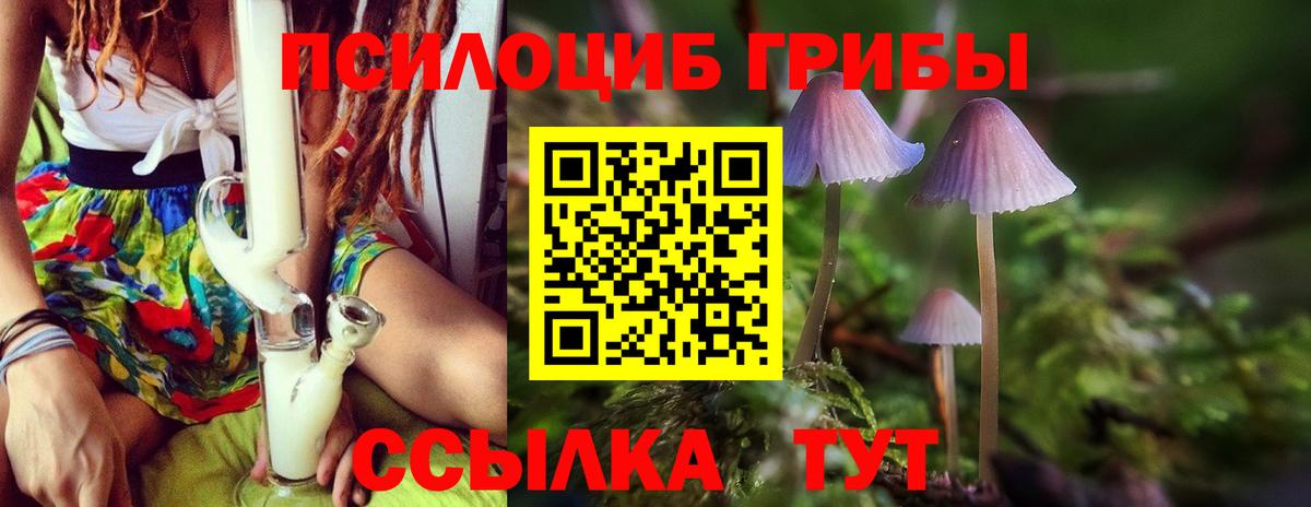 Псилоцибиновые грибы Psilocybine cubensis Георгиевск